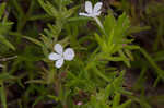 Rough hedge hyssop